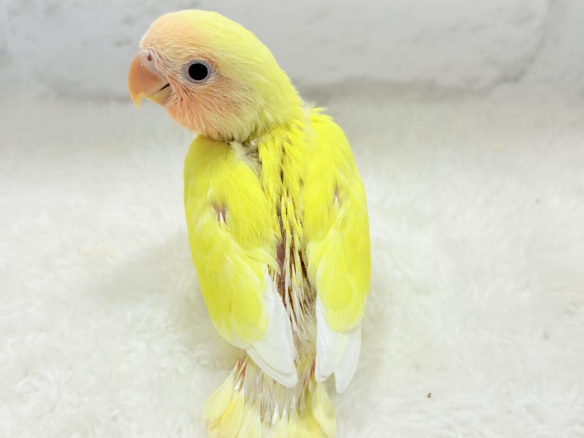 コザクラインコ（小桜インコ）