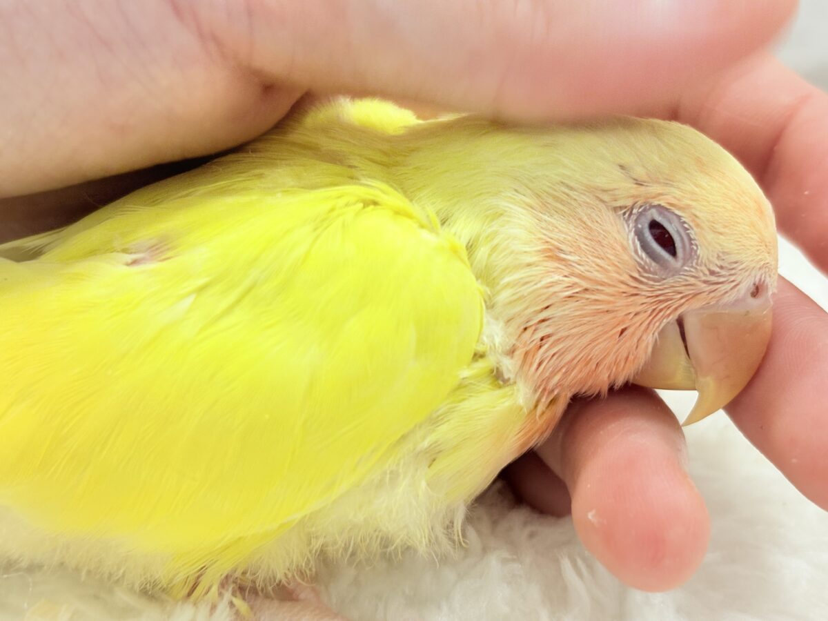 コザクラインコ（小桜インコ）