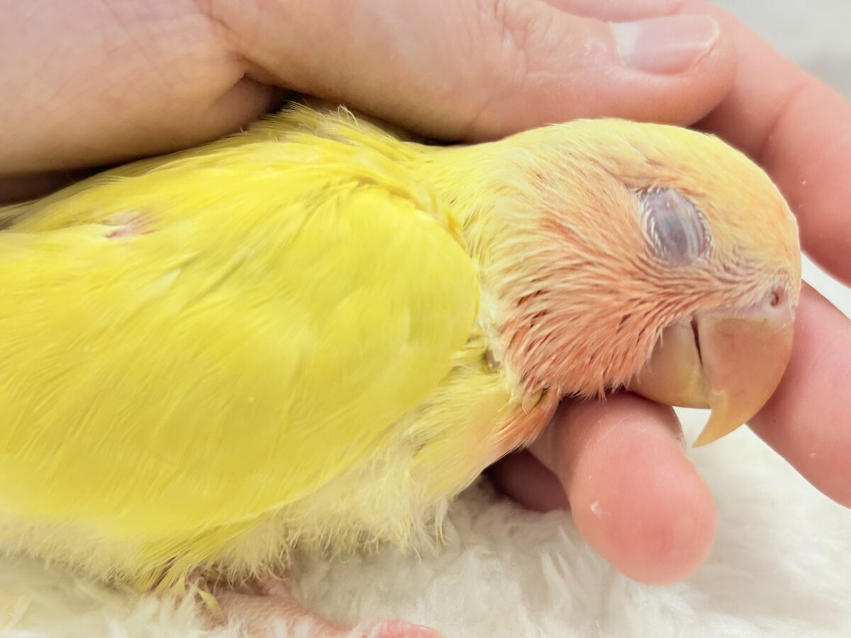 コザクラインコ（小桜インコ）