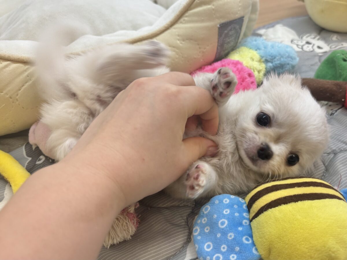 チワワ
