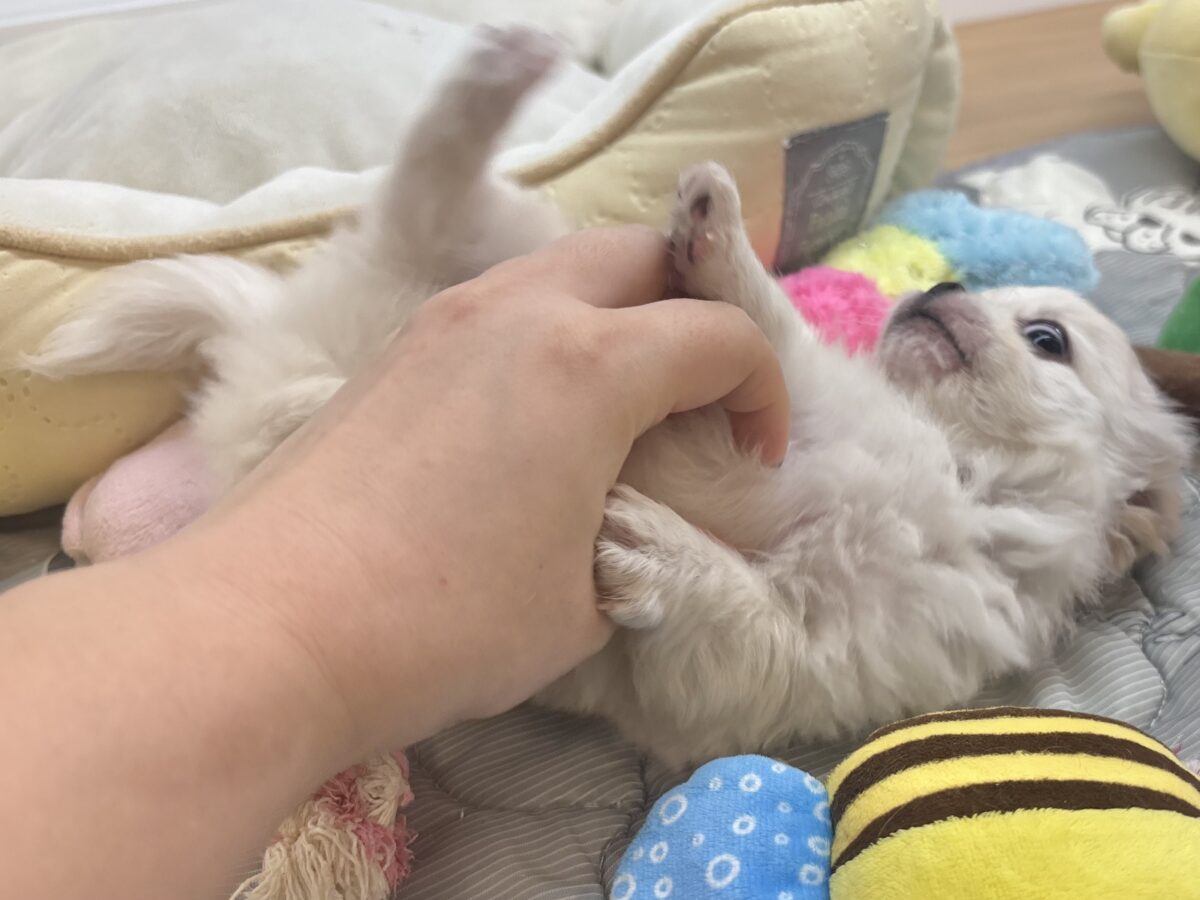 チワワ