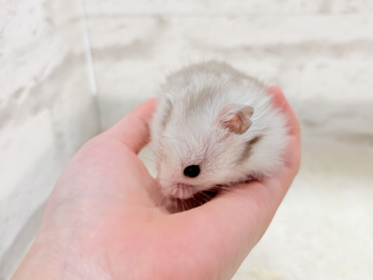 ゴールデンハムスター