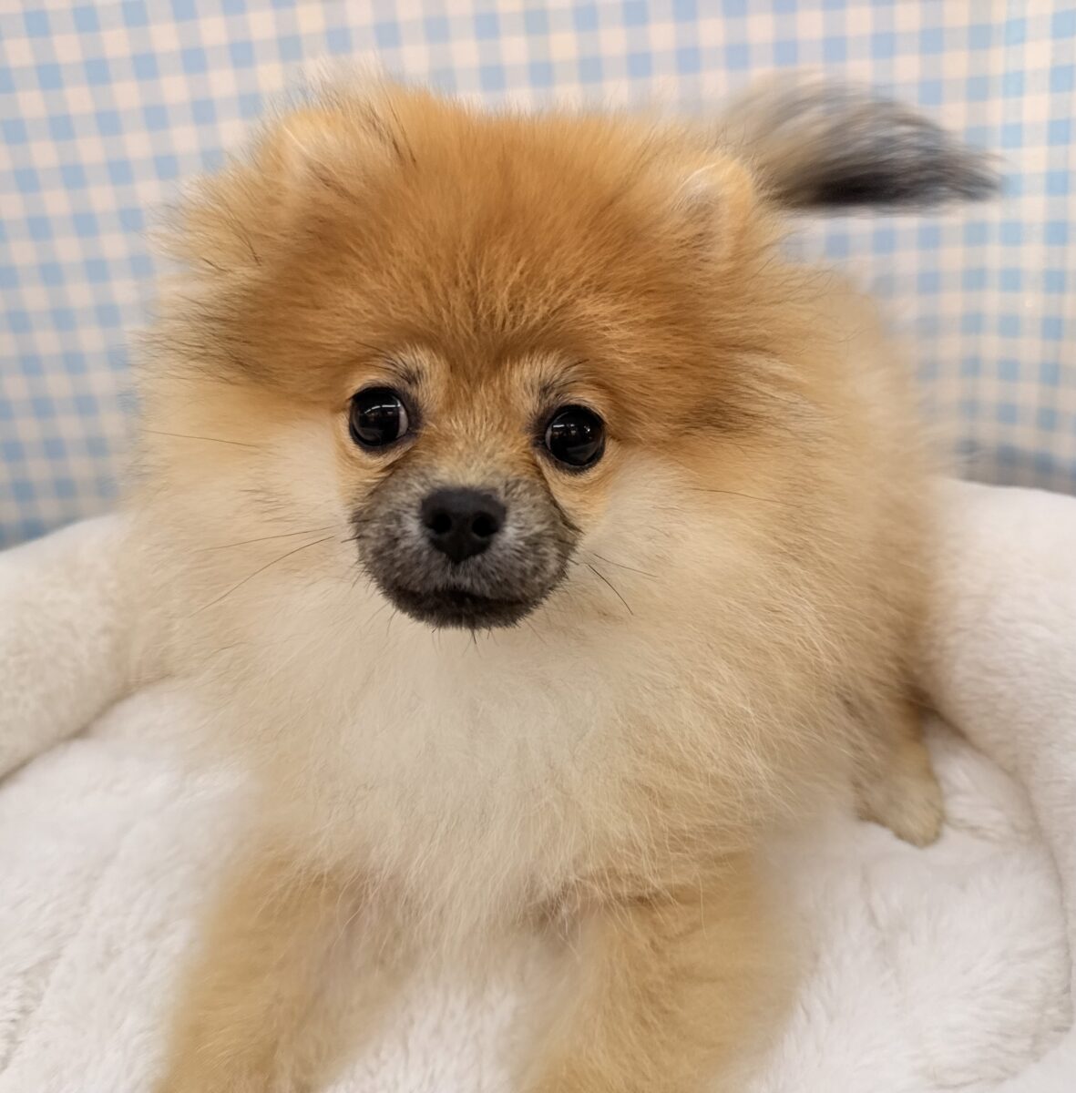 きゅるるん💕またまた！たぬきポメが来ました✨