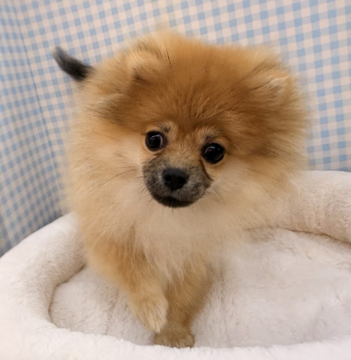 きゅるるん💕またまた!たぬきポメが来ました✨ ポメラニアン