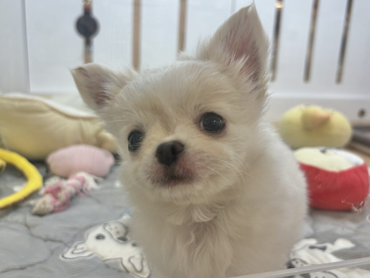 チワワ