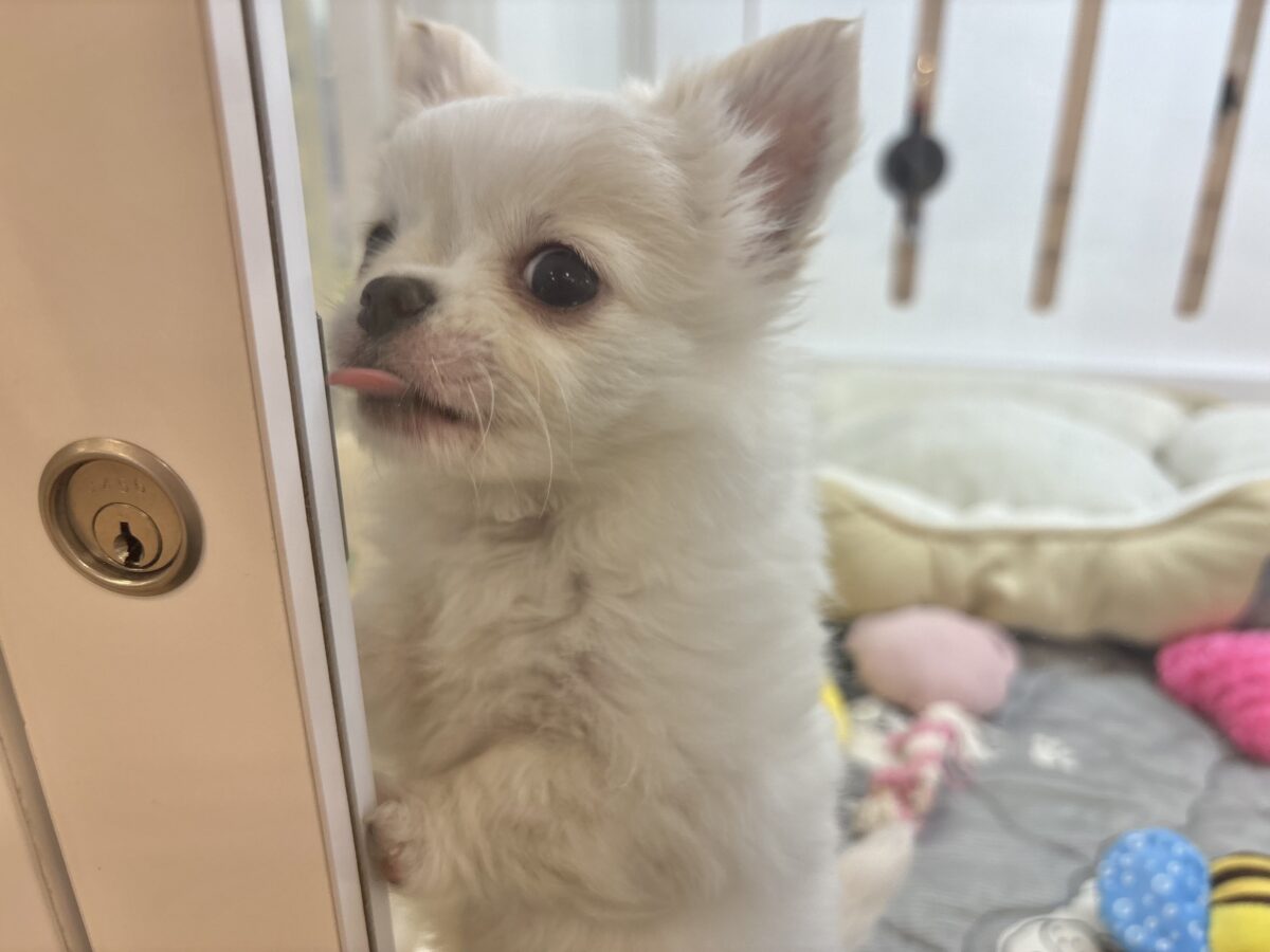 チワワ