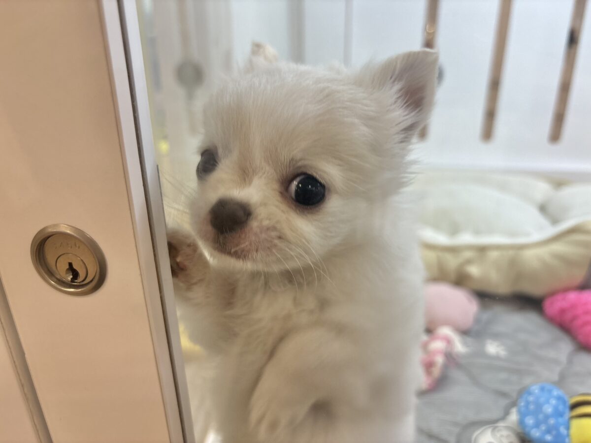 チワワ