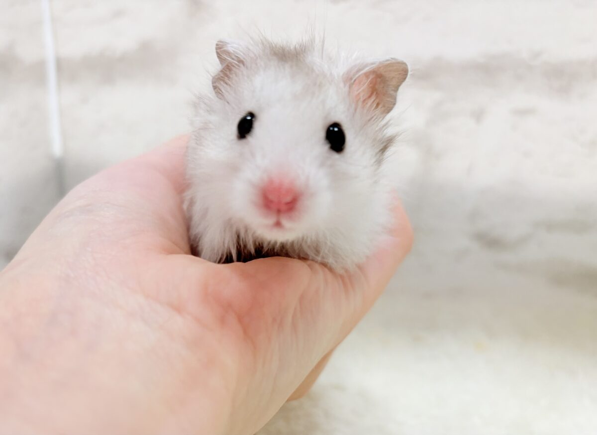ゴールデンハムスター