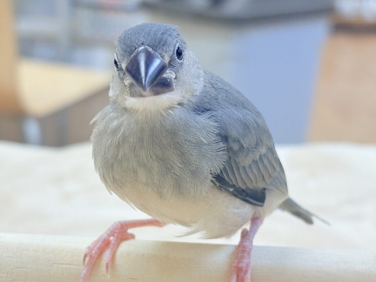 【最新画像更新🪄︎︎✨】またまた！登場でーす✨桜文鳥ちゃん（ヒナ）