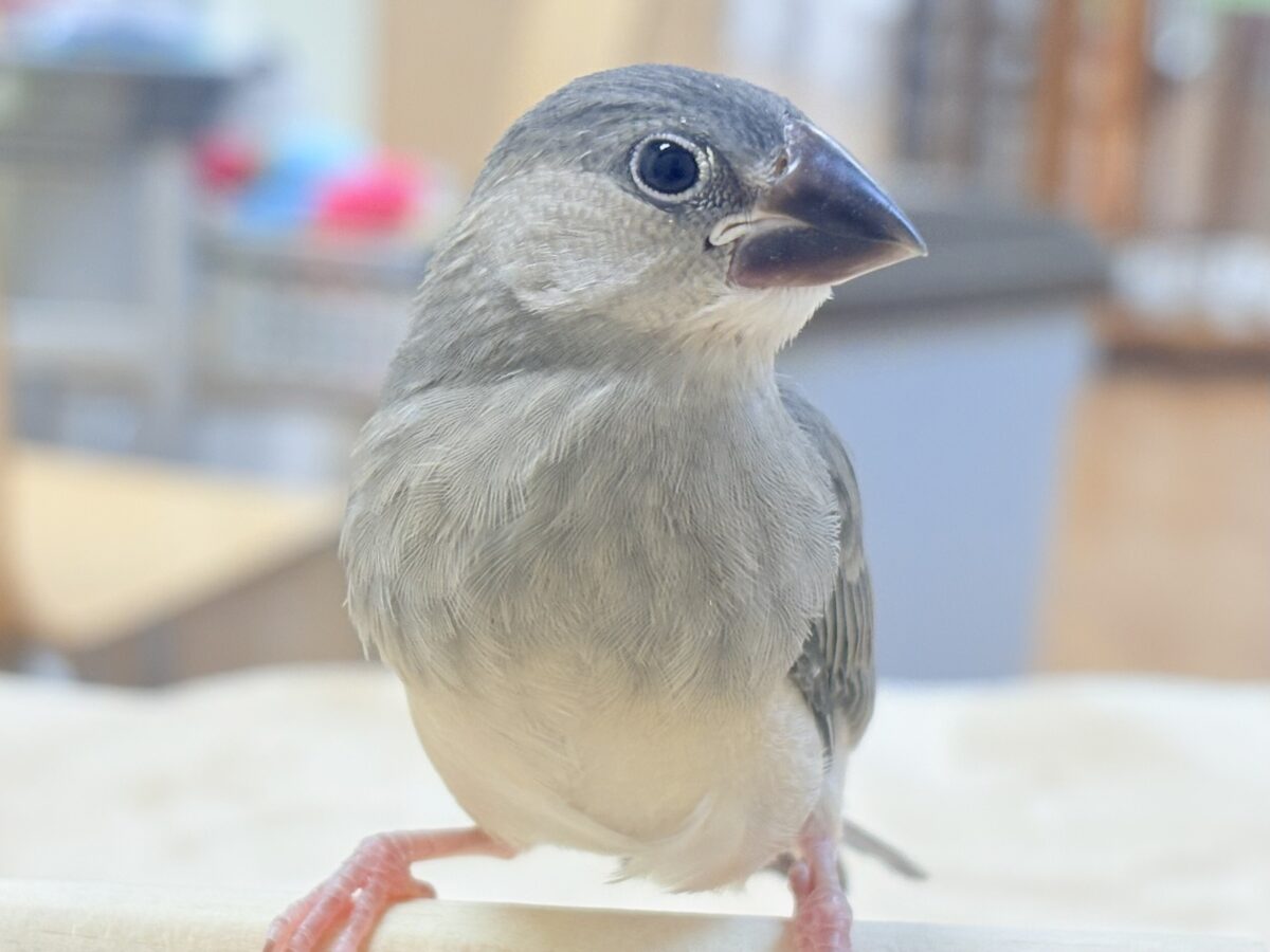 桜文鳥