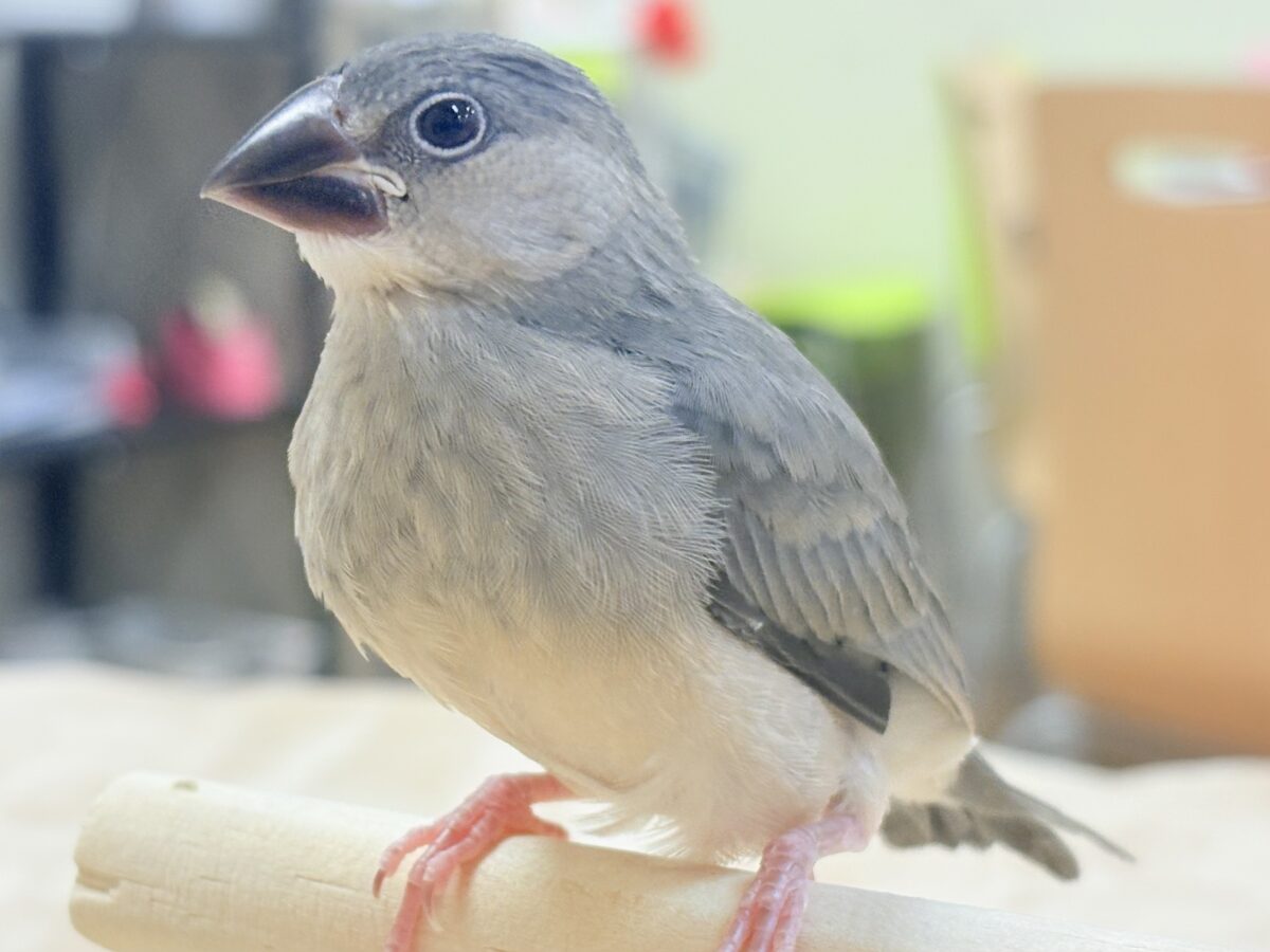 桜文鳥