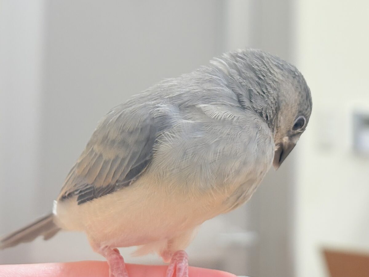 桜文鳥