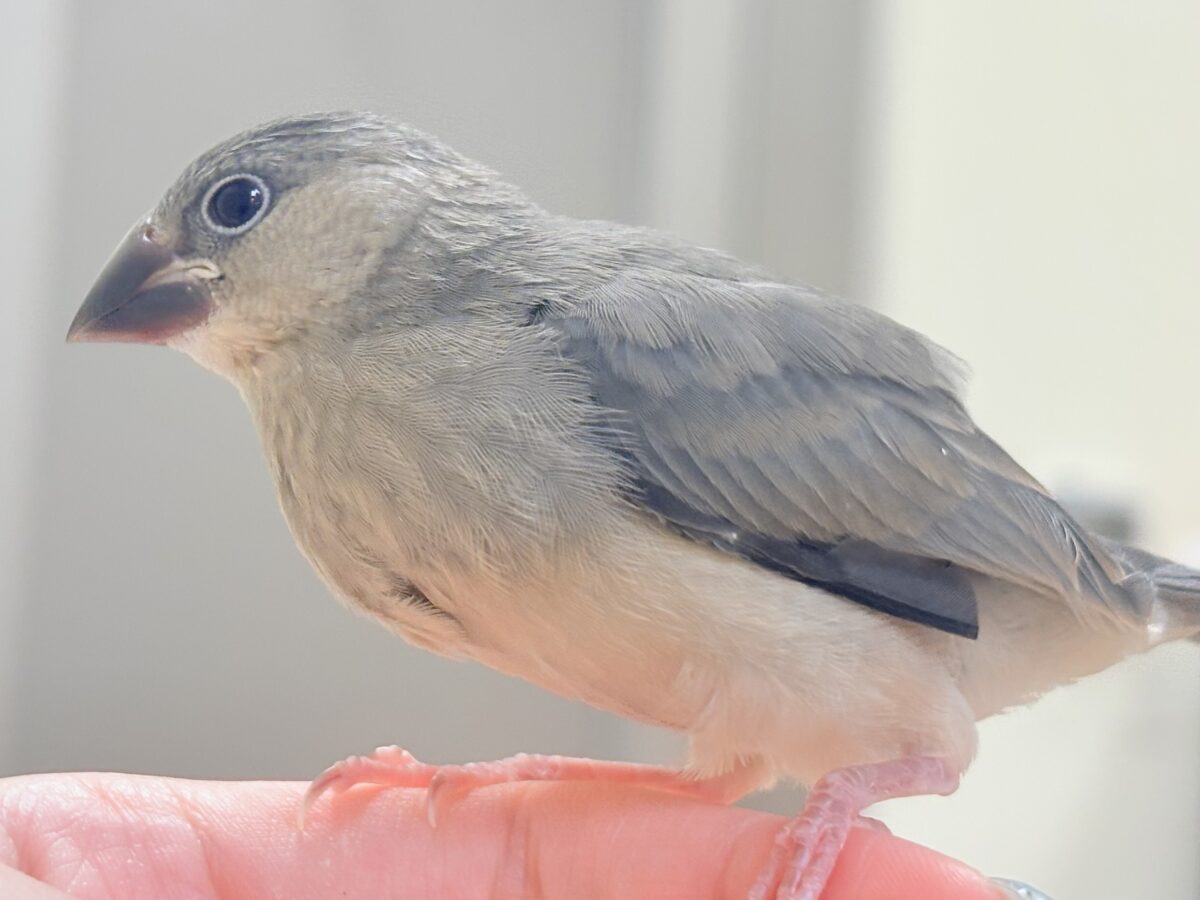 桜文鳥