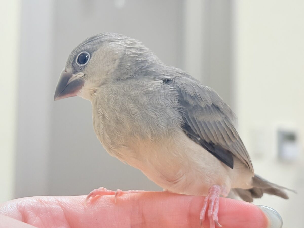 桜文鳥