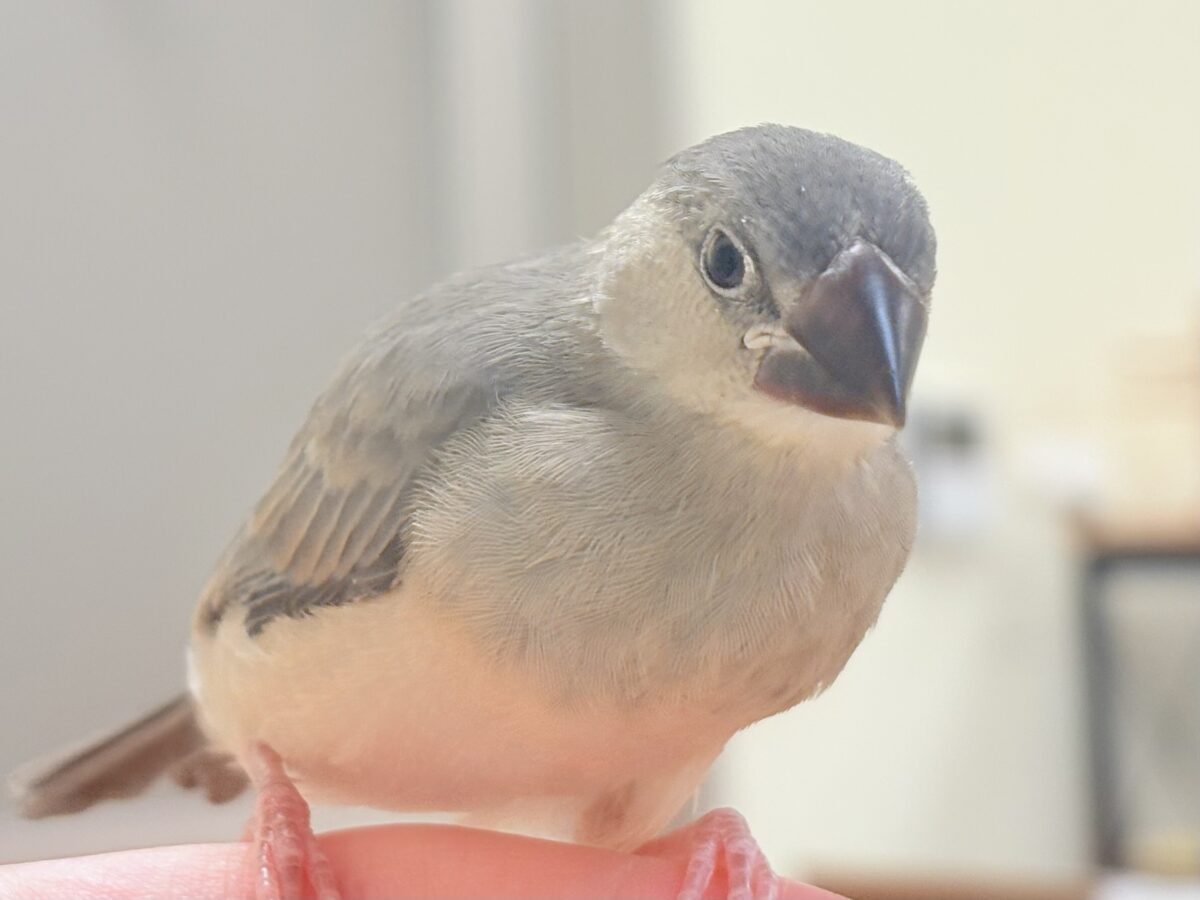 桜文鳥