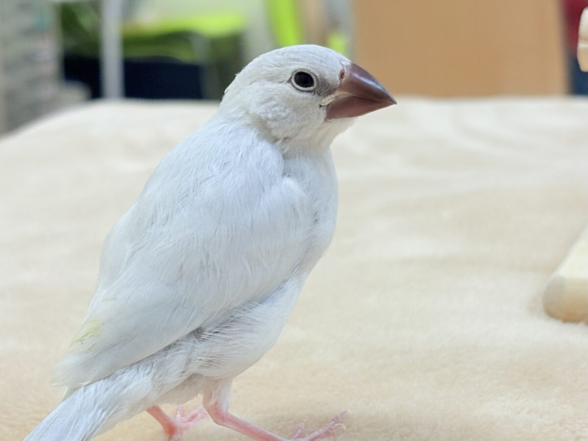 シルバー文鳥