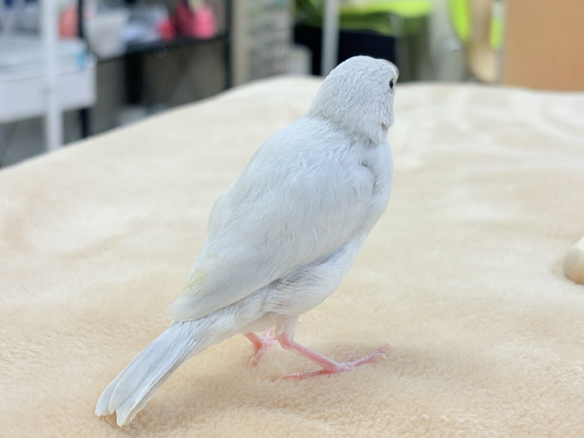 シルバー文鳥