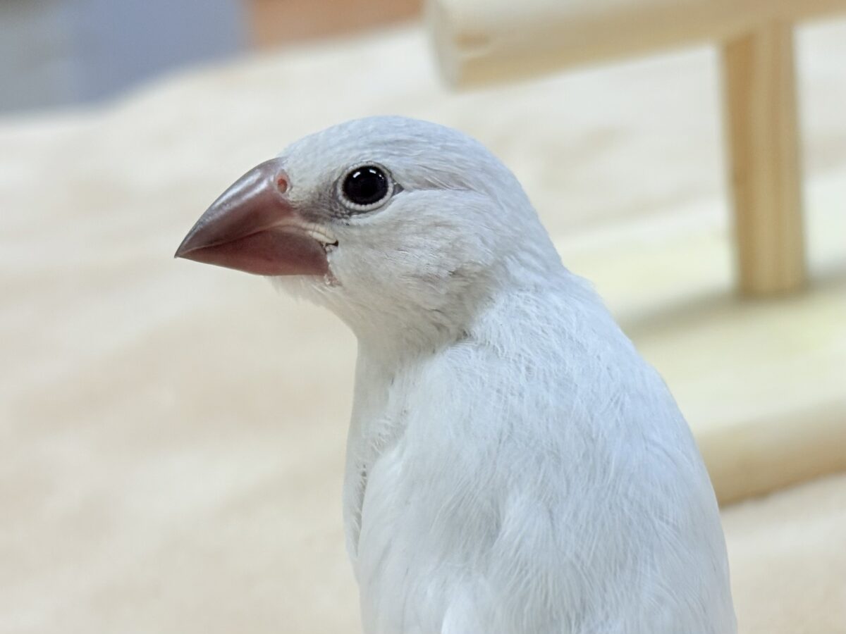 シルバー文鳥