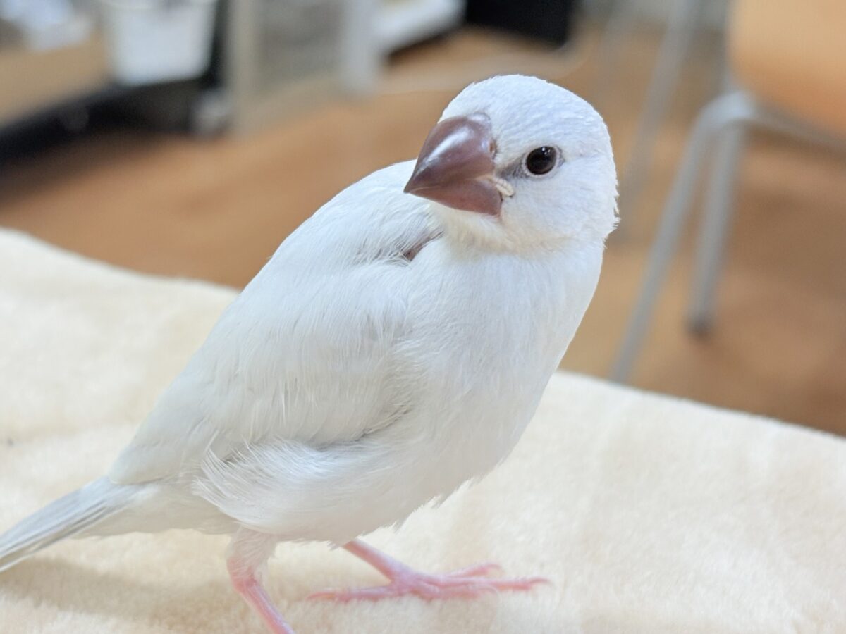【最新画像更新🪄︎︎✨】ちゅるん❣️な瞳👀✨️シルバー文鳥(ヒナ)
