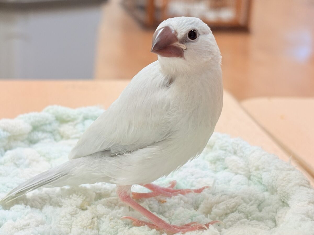 シルバー文鳥