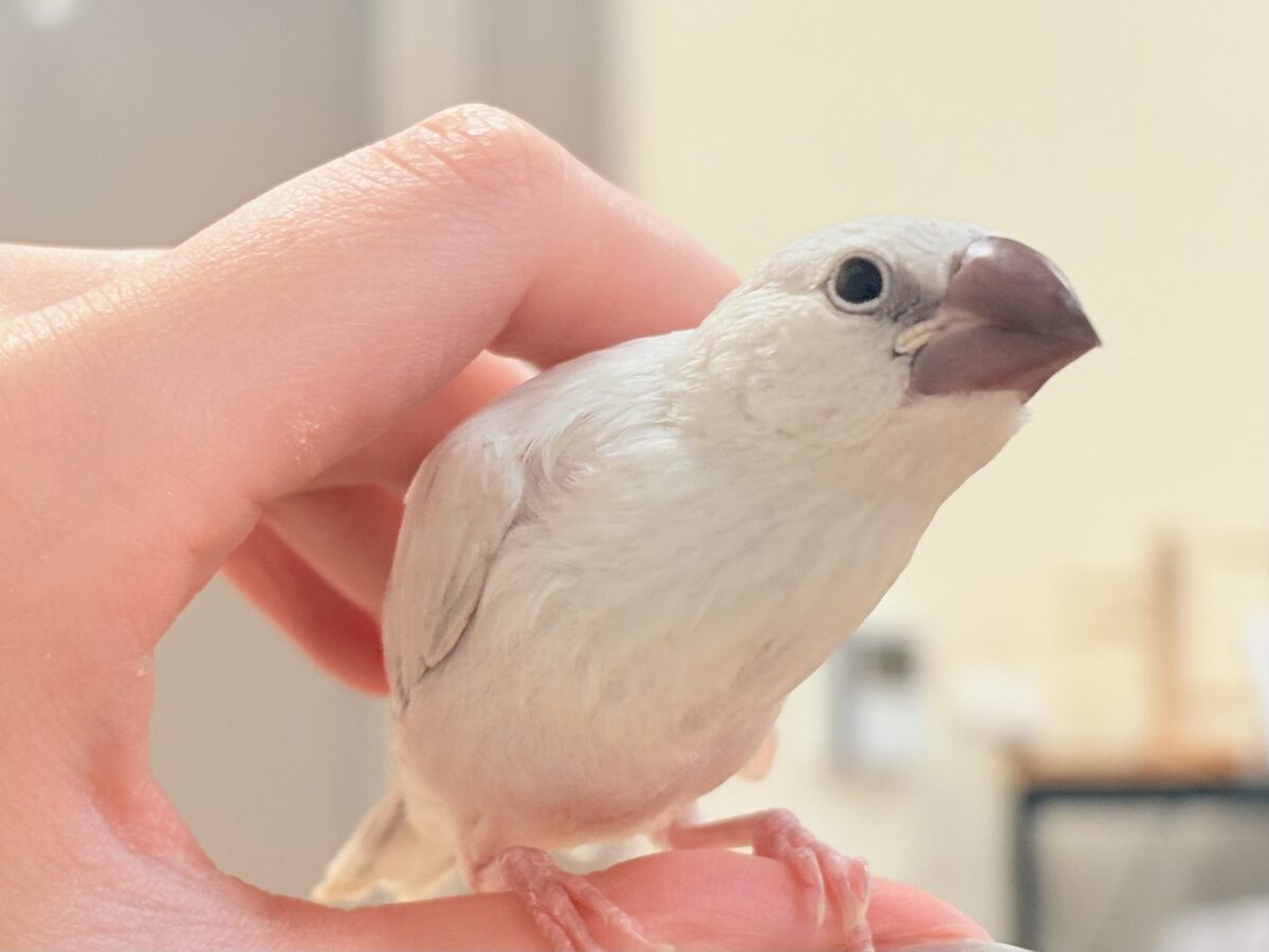 シルバー文鳥