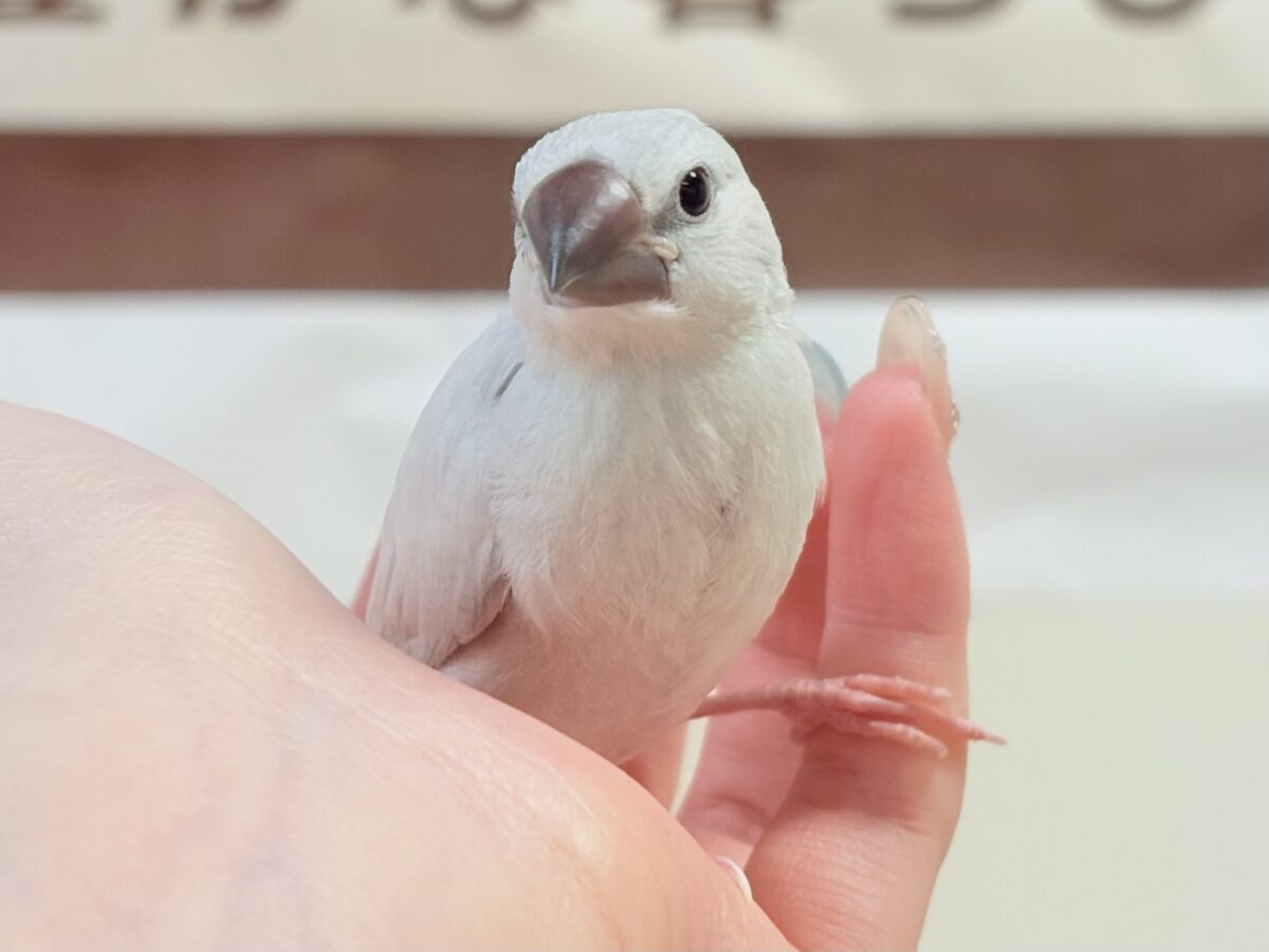 シルバー文鳥