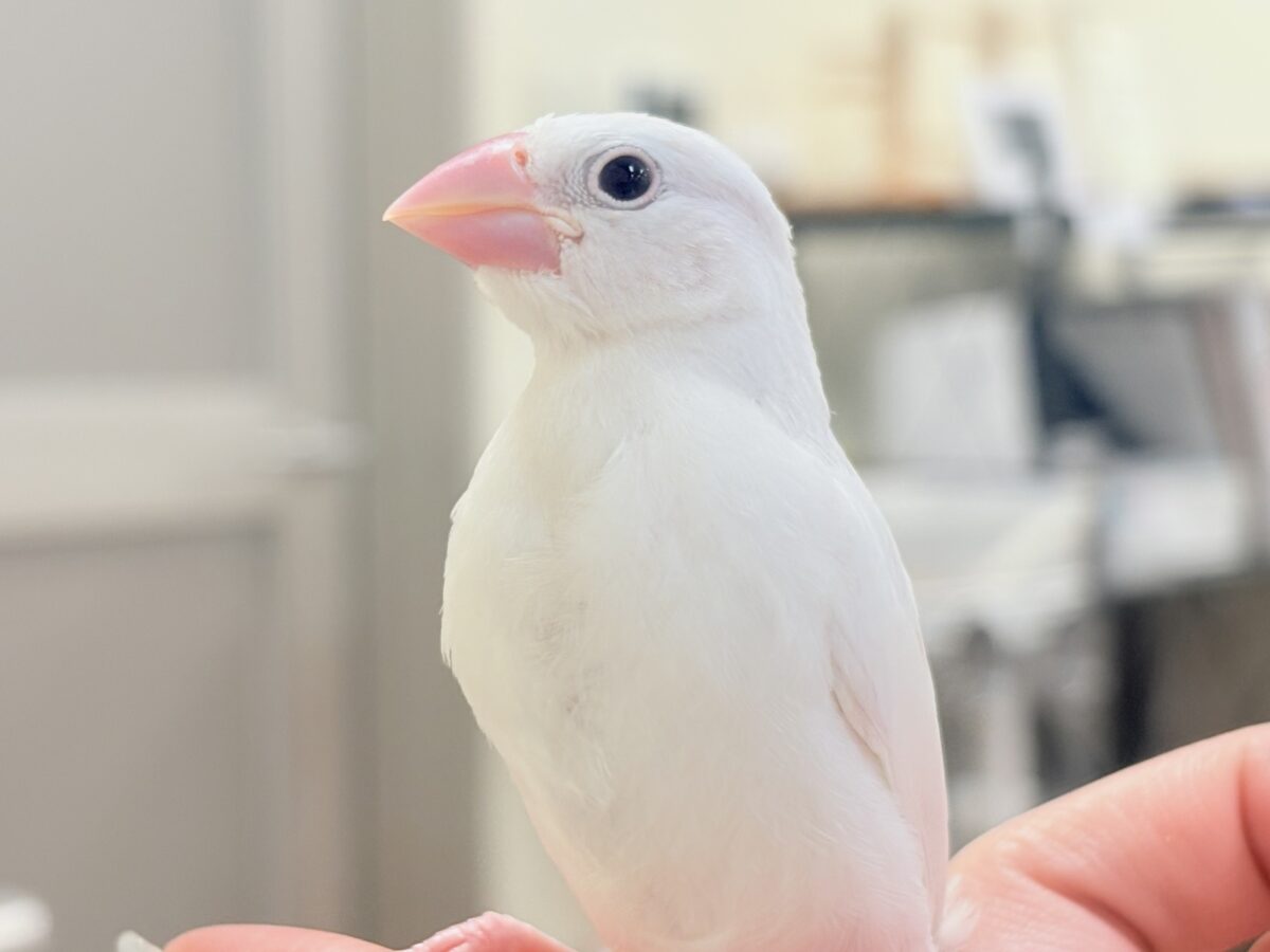 【最新画像】すくすく成長中🤍白文鳥ちゃん(ヒナ) 白文鳥