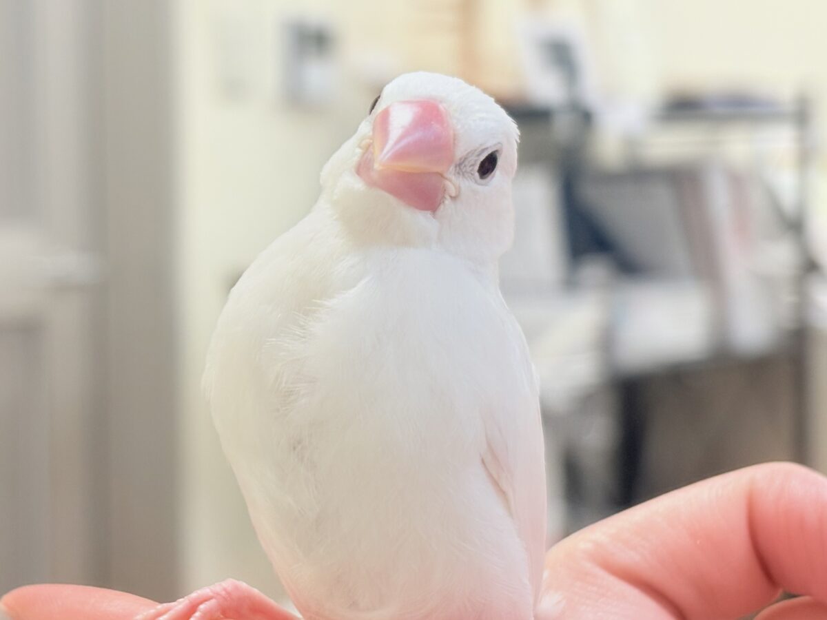 【最新画像】すくすく成長中🤍白文鳥ちゃん(ヒナ) 白文鳥