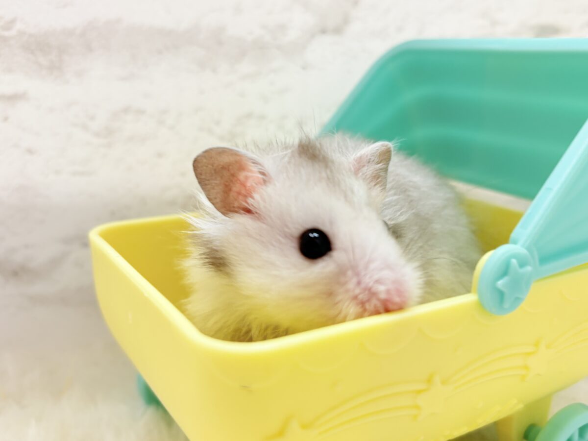 ゴールデンハムスター
