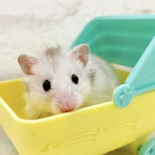 フワッフワのやんちゃボーイ🐹✨長毛ハムスター(シルバー)男の子