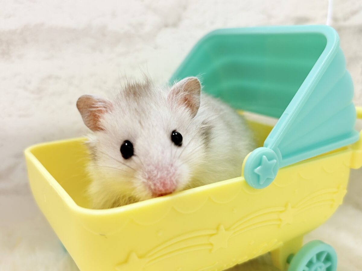 フワッフワのやんちゃボーイ🐹✨長毛ハムスター(シルバー)男の子
