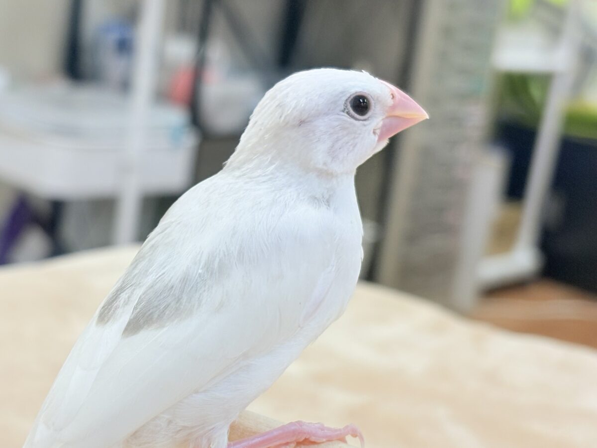 【最新画像】すくすく成長中🤍白文鳥ちゃん(ヒナ) 白文鳥