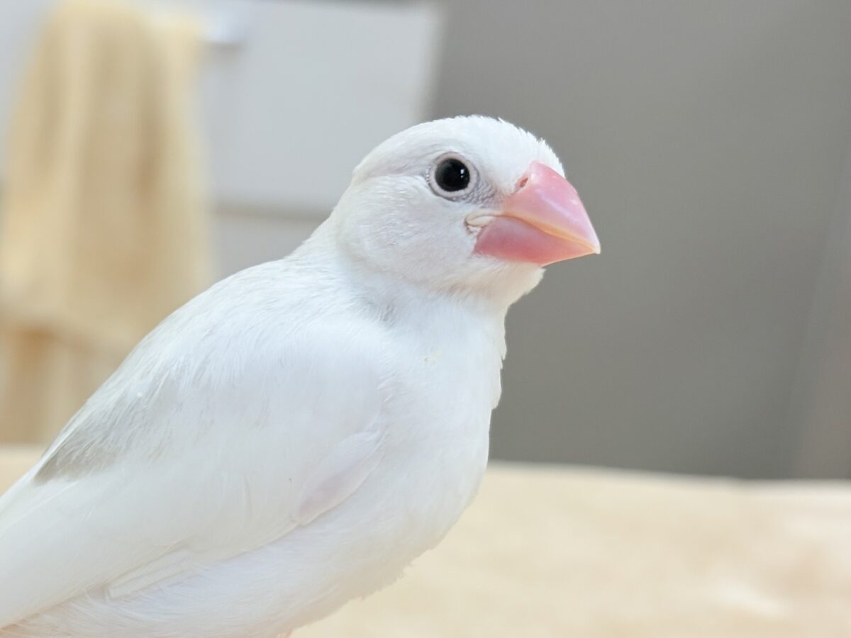 【最新画像】すくすく成長中🤍白文鳥ちゃん(ヒナ) 白文鳥