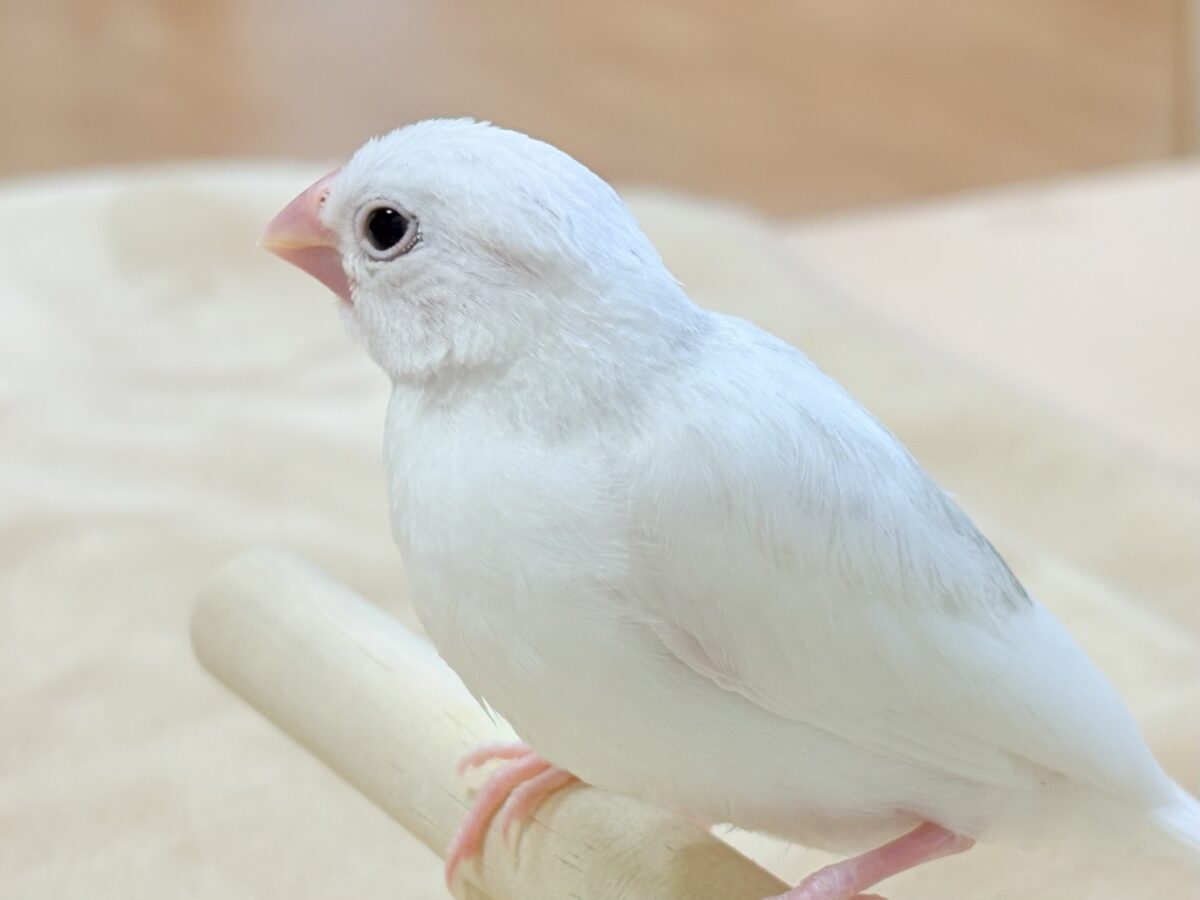 【最新画像】すくすく成長中🤍白文鳥ちゃん(ヒナ) 白文鳥