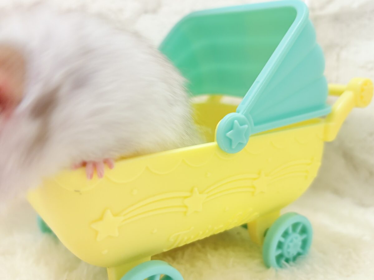 ゴールデンハムスター
