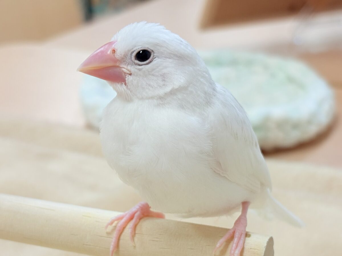 【最新画像】すくすく成長中🤍白文鳥ちゃん(ヒナ) 白文鳥