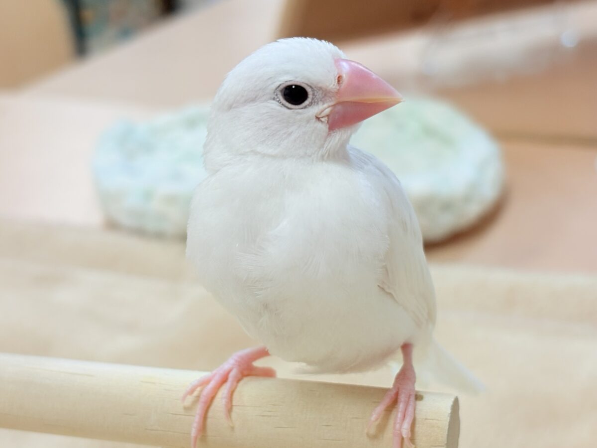 【最新画像】すくすく成長中🤍白文鳥ちゃん(ヒナ) 白文鳥