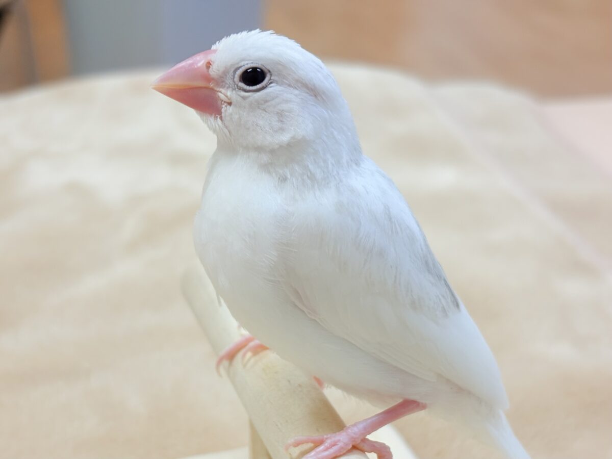 【最新画像】すくすく成長中🤍白文鳥ちゃん(ヒナ) 白文鳥