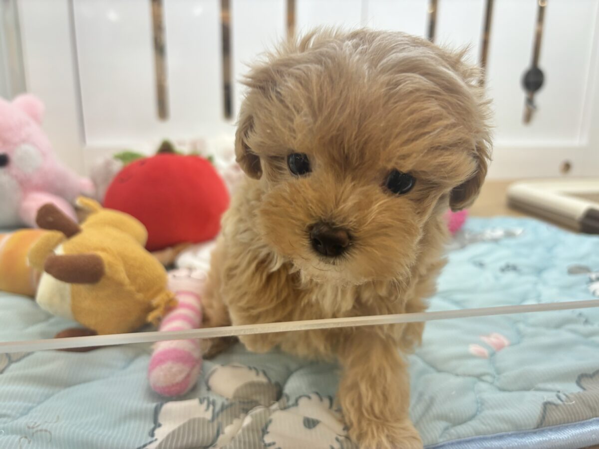 マルプー