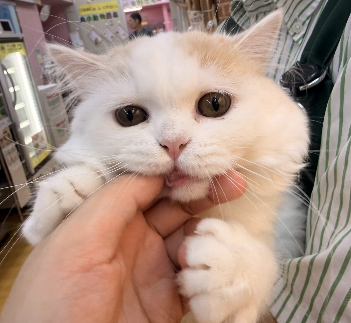 スコティッシュフォールド