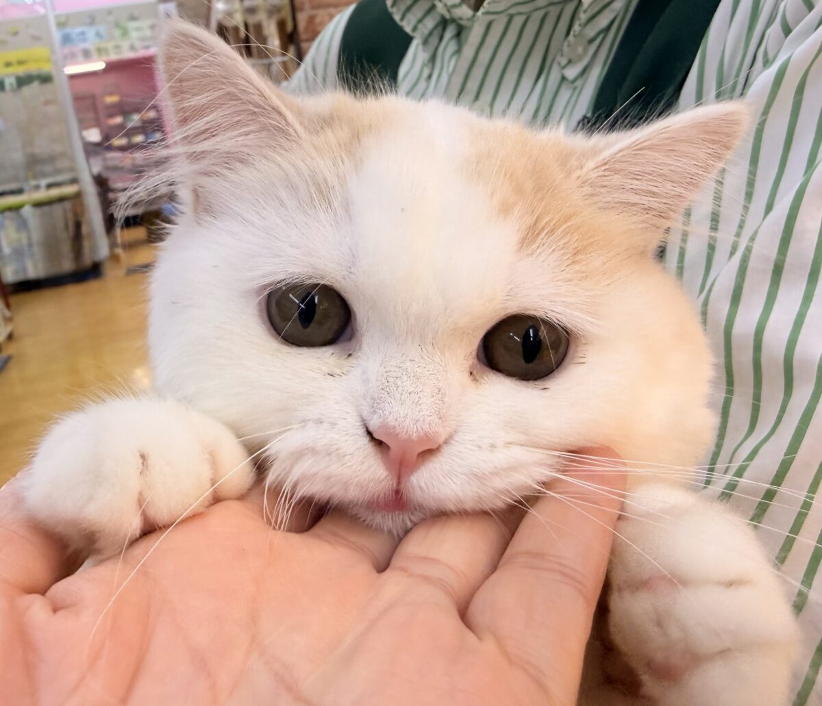 スコティッシュフォールド
