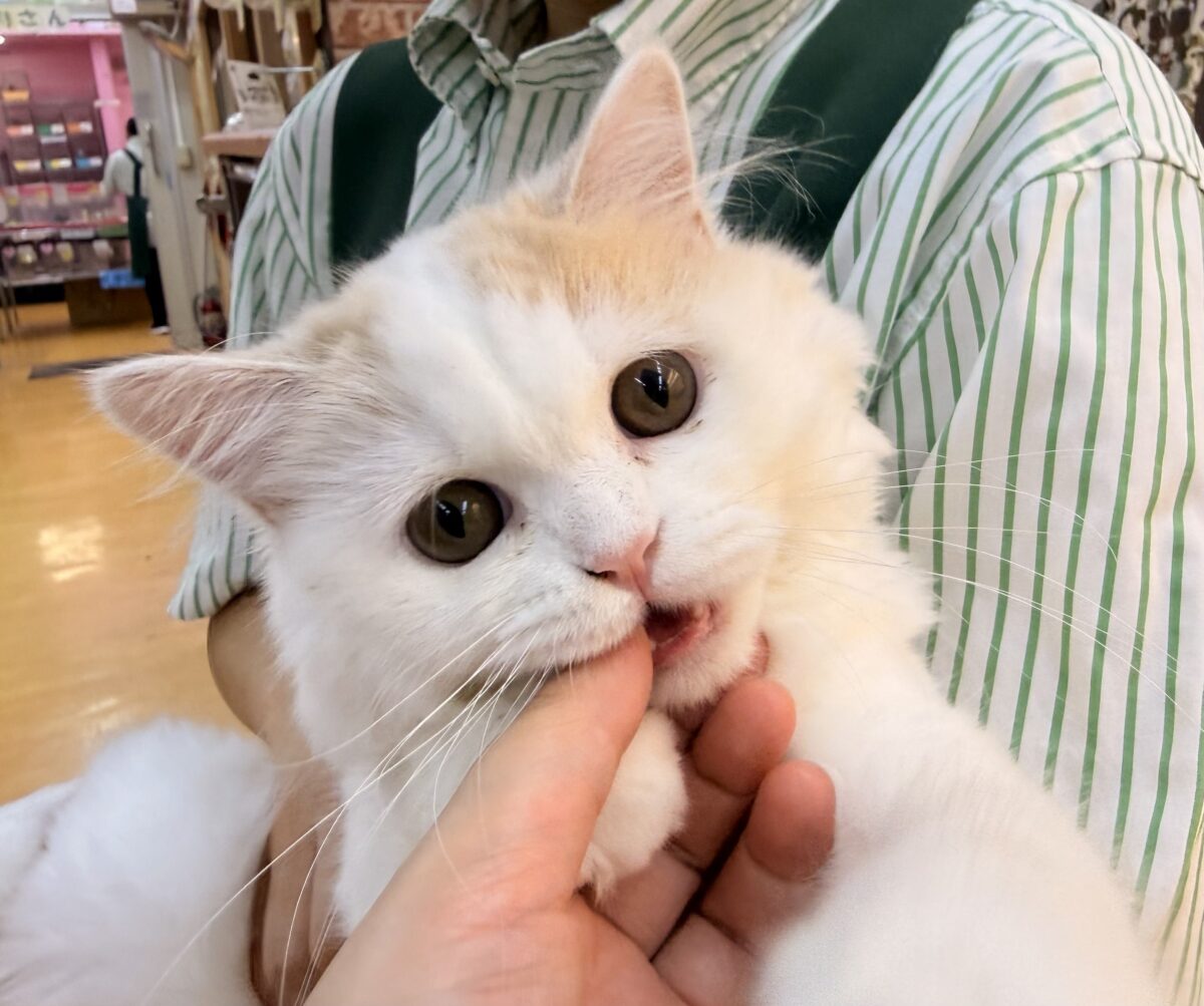 スコティッシュフォールド