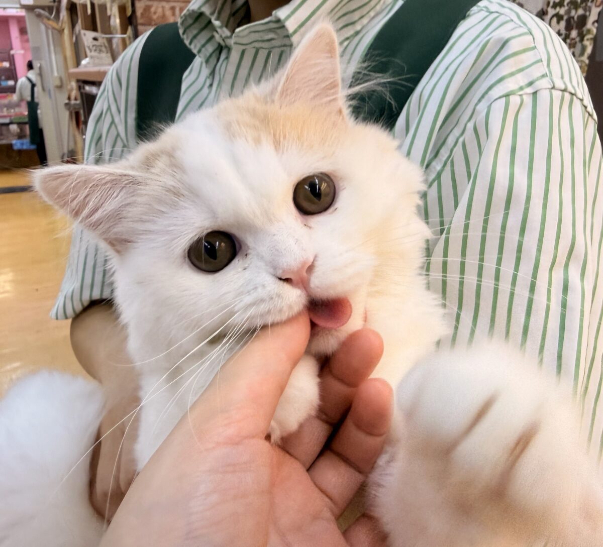 スコティッシュフォールド