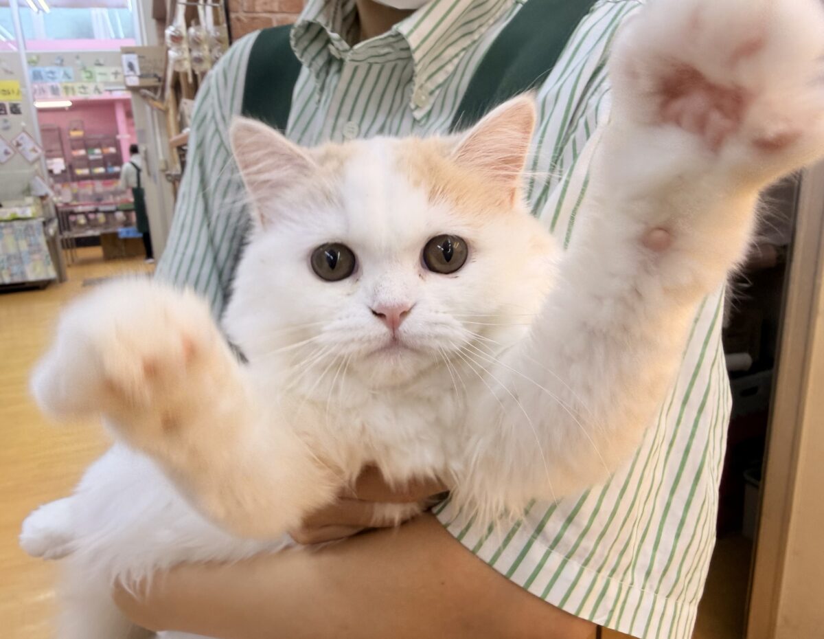 スコティッシュフォールド