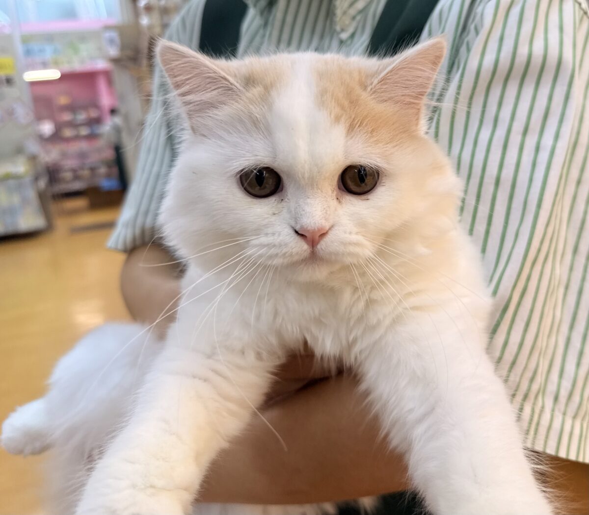 スコティッシュフォールド