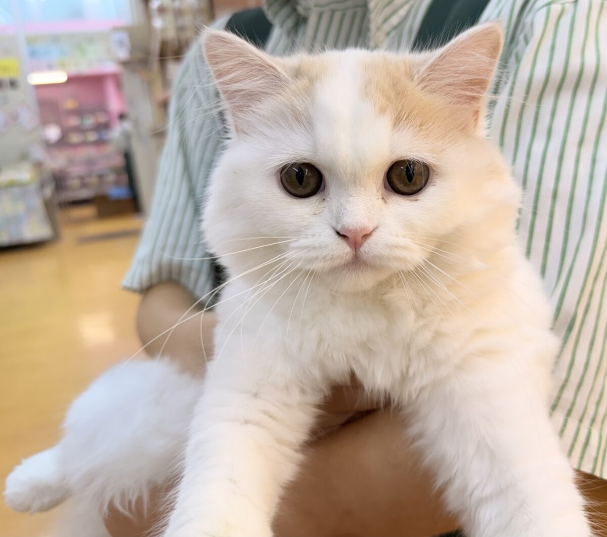 スコティッシュフォールド