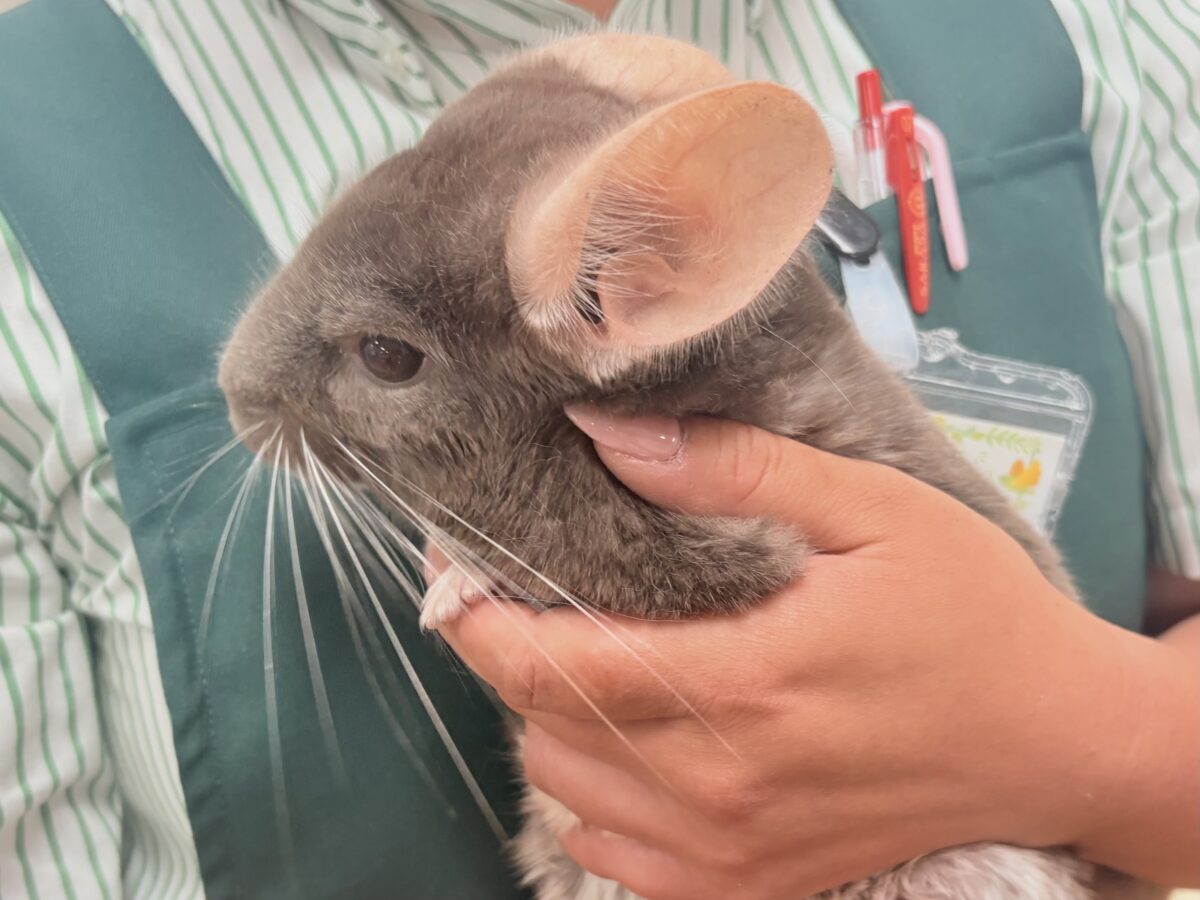 チンチラ