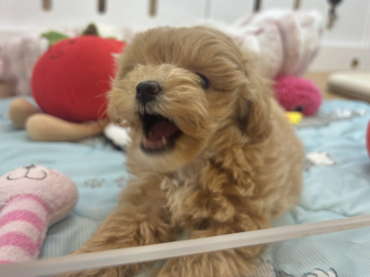 マルプー