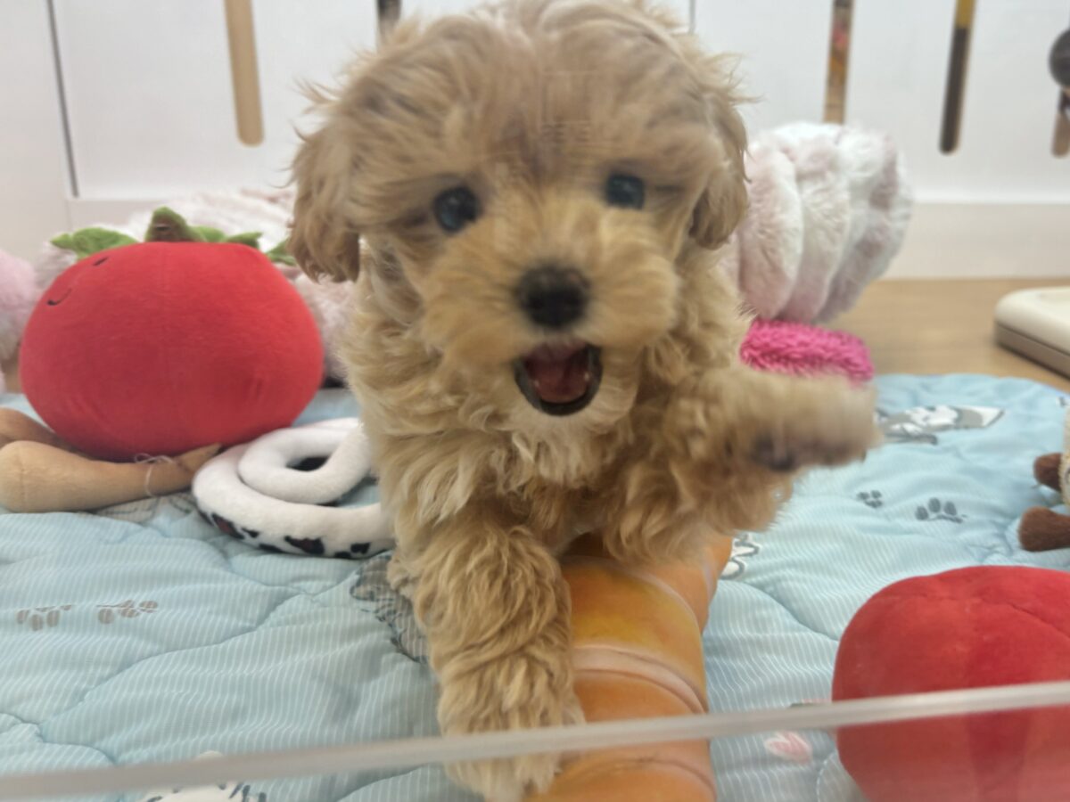 マルプー