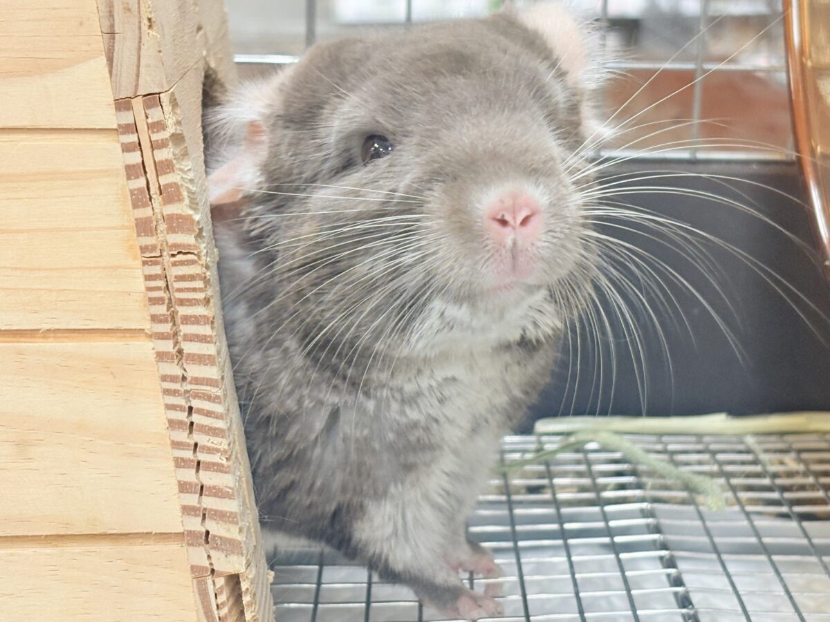 チンチラ